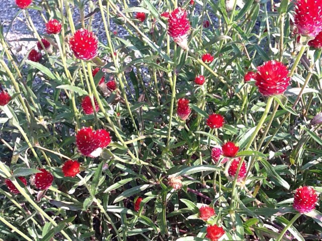 秋の花が、いま源盛院では咲いています。